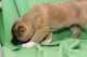 Hermosos cachorros Akita - Foto 1