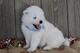 / Hermosos cachorros de Samoyedos para adopcion ,./ - Foto 1