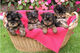 Hj// Regalo Yorkie terrier cachorros para whatsAp///// - Foto 2
