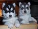 /kk Cachorros de Siberiano husky dis para adopcion wha ngg////// - Foto 1