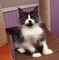 Lindos gatitos Maine Coon para adopción - Foto 1