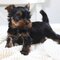 Lindos yorkie terrier cachorros para regalo ahora ulares ////