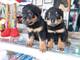 Machos y Hembras disponibles Rottweiler - Foto 1