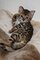 Magníficos gatitos Bengala, macho y hembra disponibles para adopc - Foto 3