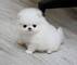 // pomerania cachorros ahor por adopcion whats/////