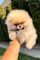 Pomerania, perros tipo osito de peluche - Foto 1