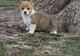 Preciosas cachorros de corgi galés de pembroke - Foto 1