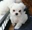 Preciosos cachorros lulu bichon maltesa ahoraa cv b/