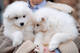 Qq///Cachorros de Samoyedos disponables ahora para adopcion b - Foto 1
