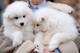 Qq///cachorros de samoyedos disponables ahora para adopcion b