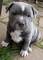 Regalo Cachorros PITBULL de 3 meses para adopcion // - Foto 2