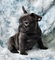 //rt cachorros bulldog frances //. regalo //yyl