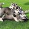 /se ofrece cachorro de husky siberiano , de talla mediano con