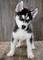 /Se ofrece cachorro de Husky siberiano , de talla mediano con - Foto 2