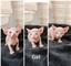 Sphynx kittens - Foto 1