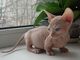 Sphynx kittens for sale - Foto 1
