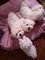 Super playful and cute little Mlatese Puppies for home adoption - Foto 1