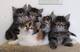 Tenemos 2 gatitos maine coon regalo h/ gh h regalo