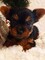 Toy de yorkshire terrier... regalo cachorros