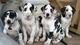 Vvcb adorables cachorros gran danes para adopción (regalo)