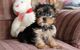 Xcv /// cachorritos yorkshire terrier toy regalo /vb/