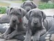 Zzx adorables cachorros gran danes para adopción (regalo)cvvv