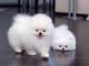 10cachorros pomeranian lulu