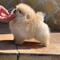 1Cachorros Pomeranian lulu - Foto 1