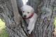 .2RegaloCachorros Western highland Terrier whatsapp +34 659071793 - Foto 1