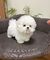 43cacghoros bichon maltes - Foto 1