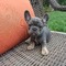 48cachorros bulldog frances - Foto 1