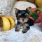 55 regalo cachorros yorkshire terrier