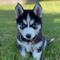 5Hermosos cachorros de husky siberiano - Foto 1