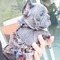 9cachorros de bulldog francés - Foto 1