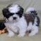 Achorros de shih tzu Macho y Hembra Mi - Foto 1