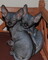 Adopta Elegancia Felina! Descubre Gatitos Sphynx Disponibles - Foto 1