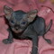 Adopta Elegancia Felina! Descubre Gatitos Sphynx Disponibles - Foto 2