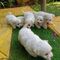 Adorables cachorros malteses excepcionales,