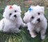 BtRegalo Mini Toy Cachorros Bichon Maltes para su adopcion libre, - Foto 1