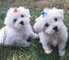 Btregalo mini toy cachorros bichon maltes para su adopcion libre,