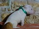 Cachorritos bull terrier - Foto 4
