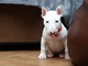 Cachorritos bull terrier