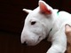 Cachorritos bull terrier - Foto 2