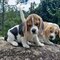 Cachorros beagle