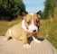 Cachorros de bull terrier miniatura