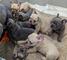 Cachorros de bulldog francés en adopción
