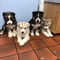 Cachorros de husky siberiano a la venta - Foto 1