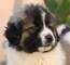 Cachorros de pastor caucásico, nacidos el 4 de octubre - Foto 10