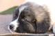 Cachorros de pastor caucásico, nacidos el 4 de octubre - Foto 7