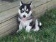 Cachorros de siberian husky macho y hembra 100%